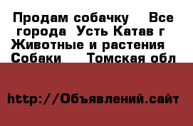 Продам собачку  - Все города, Усть-Катав г. Животные и растения » Собаки   . Томская обл.